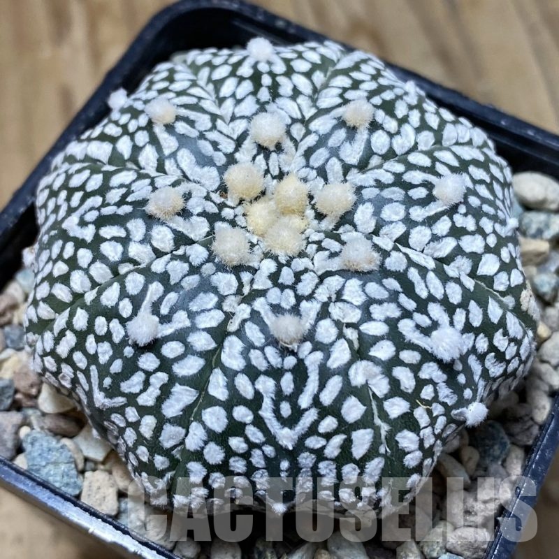 SH24087 Astrophytum asterias ‘Super Kabuto’ V-type