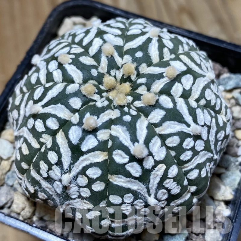SH24089 Astrophytum asterias ‘Super Kabuto’ V-type f. nudum