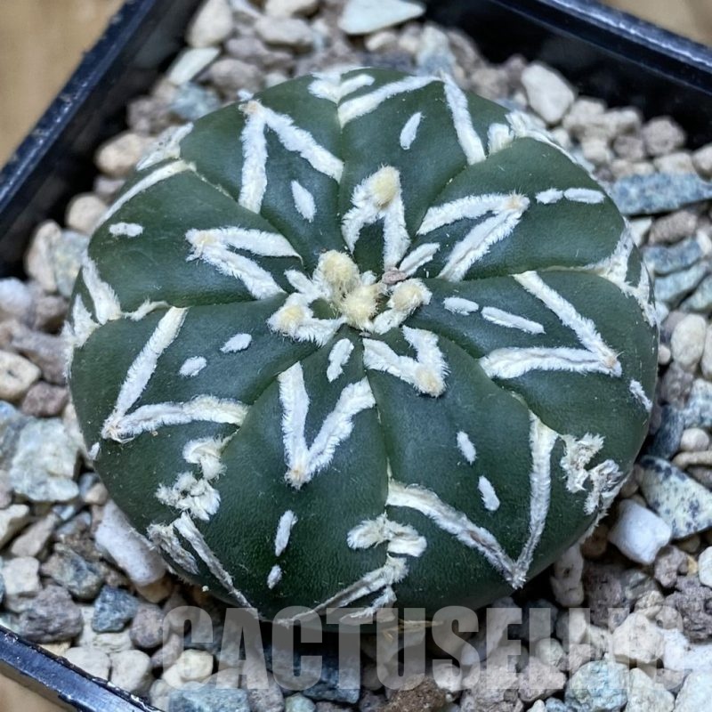 SH24090 Astrophytum asterias ‘Super Kabuto’ V-type f. nudum