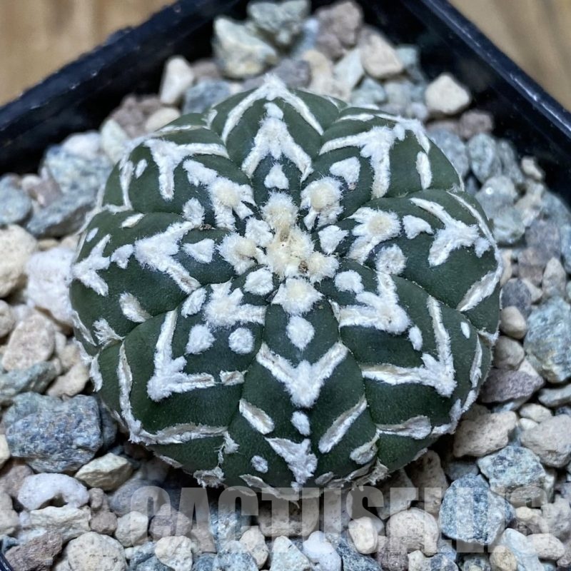 SH24091 Astrophytum asterias ‘Super Kabuto’ V-type f. nudum