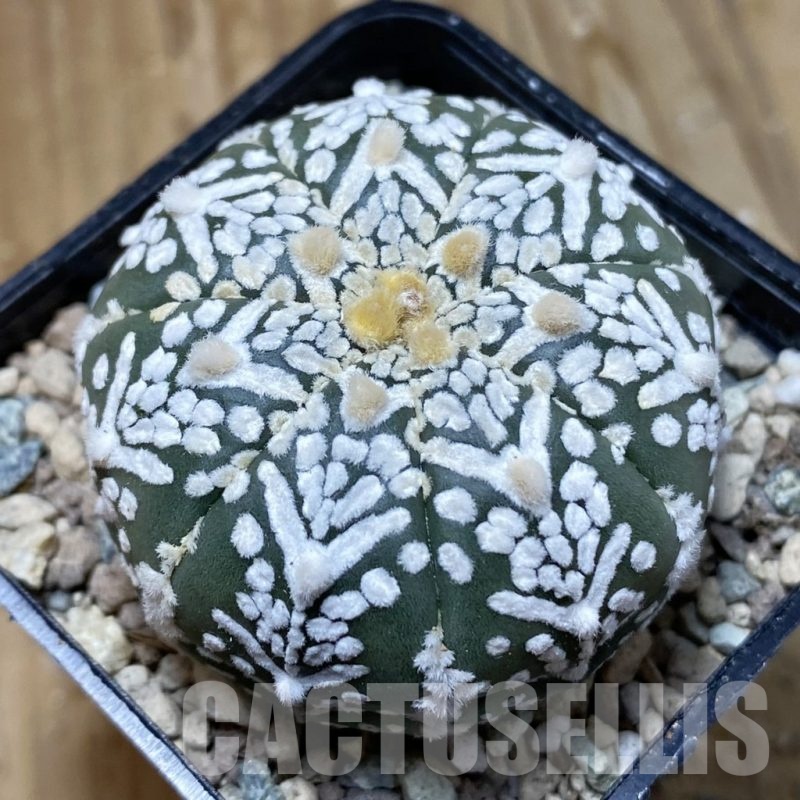 SH24092 Astrophytum asterias ‘Super Kabuto’ V-type f. nudum