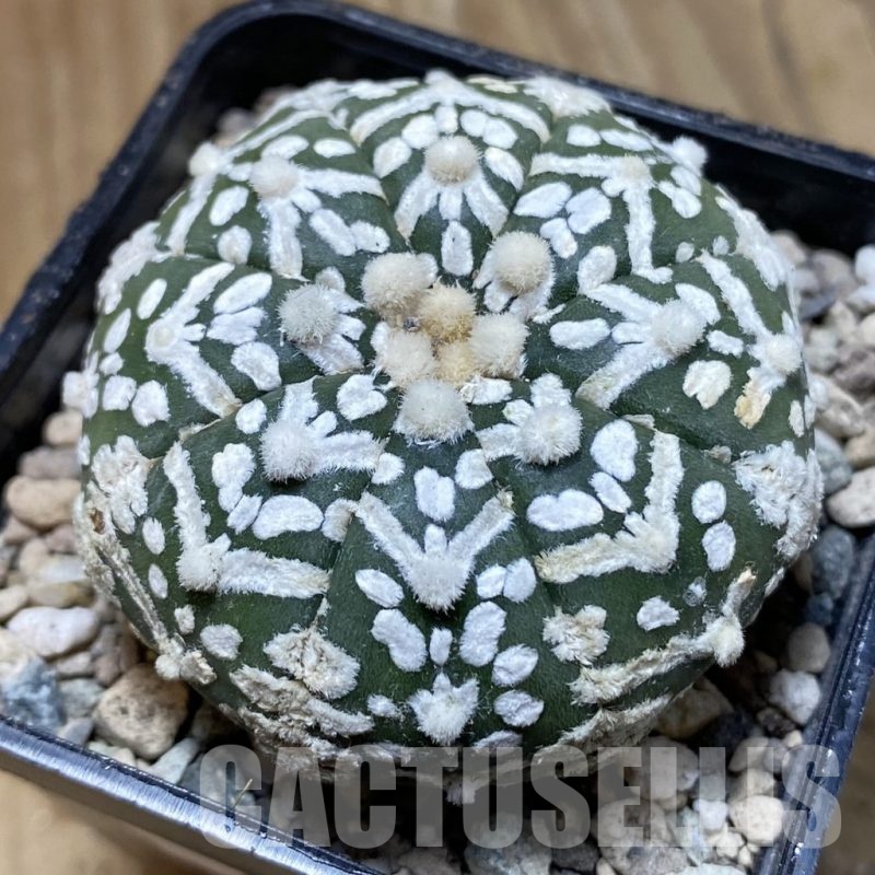SH24093 Astrophytum asterias ‘Super Kabuto’ V-type f. nudum
