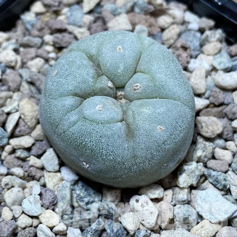 SH24094 Anhalonium frichii