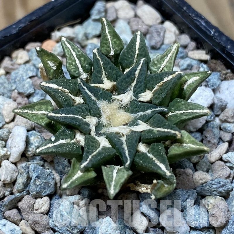 SH24095 Ariocarpus kotschoubeyanus hybrid, own roots