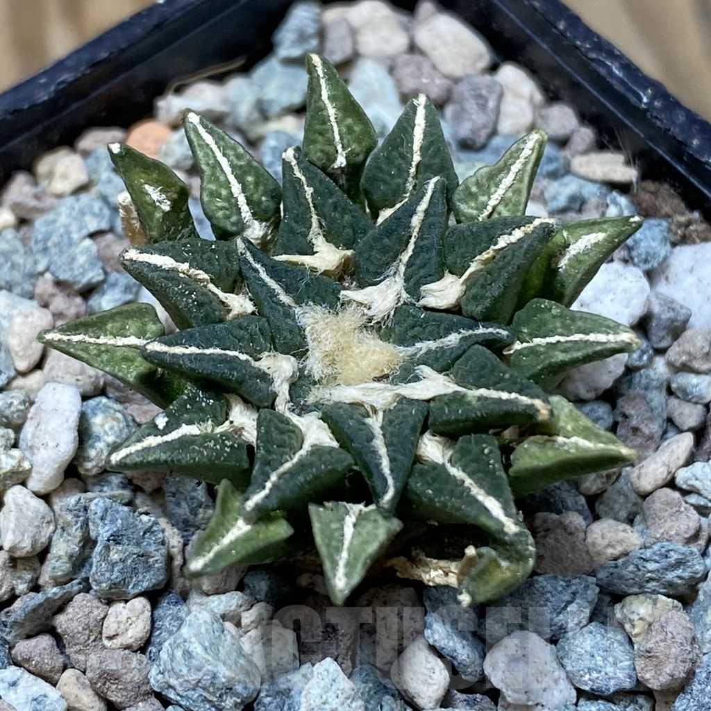 SH24095 Ariocarpus kotschoubeyanus hybrid, own roots