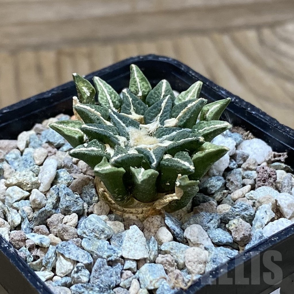 SH24095 Ariocarpus kotschoubeyanus hybrid, own roots - Image 2