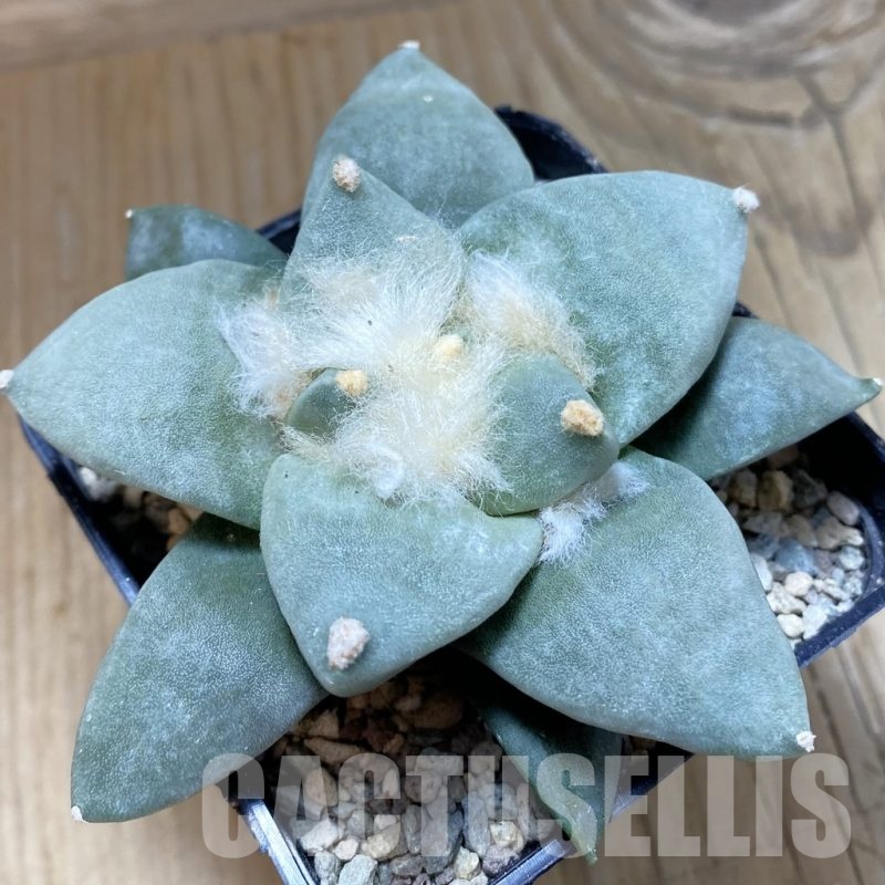 SH24072 Ariocarpus retusus hybrid, seedling, own roots