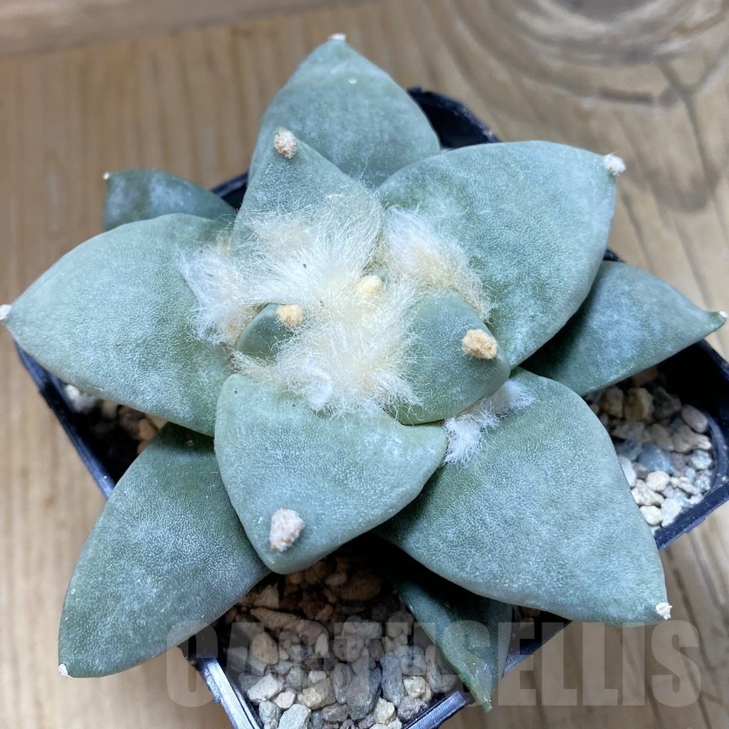 SH24072 Ariocarpus retusus hybrid, seedling, own roots