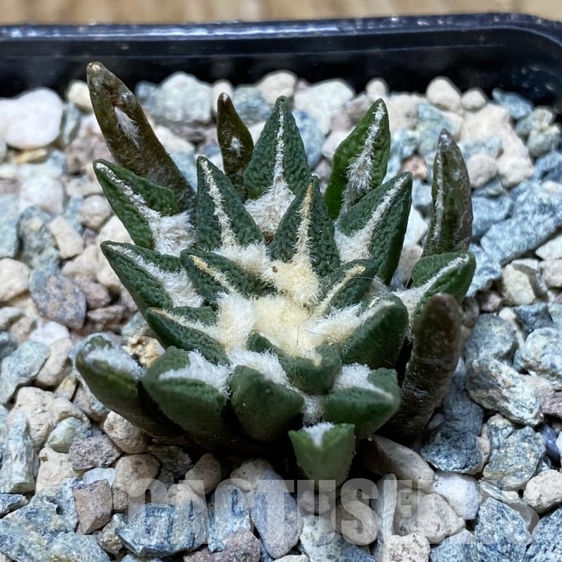 SH24096 Ariocarpus kotschoubeyanus hybrid, own roots
