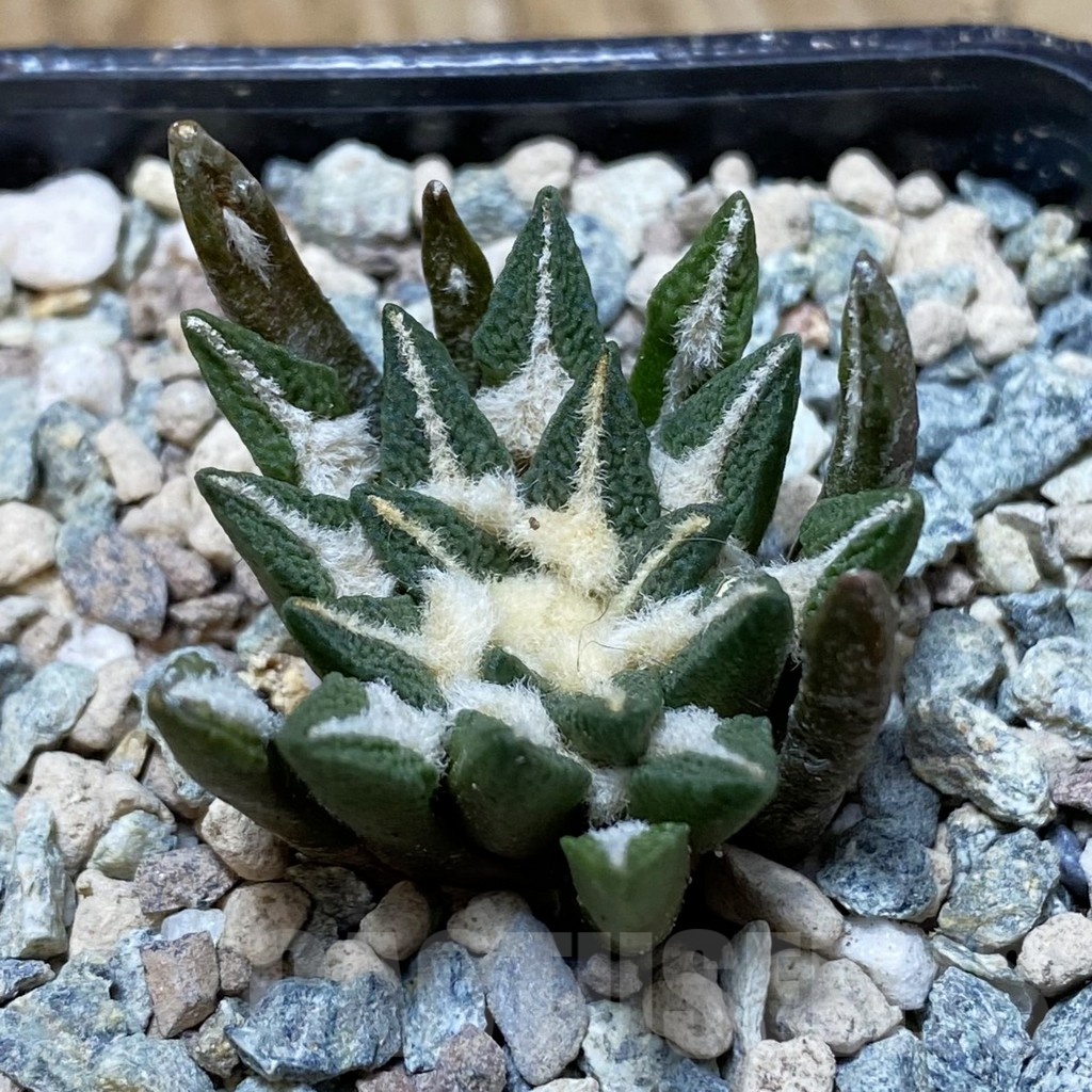 SH24096 Ariocarpus kotschoubeyanus hybrid, own roots