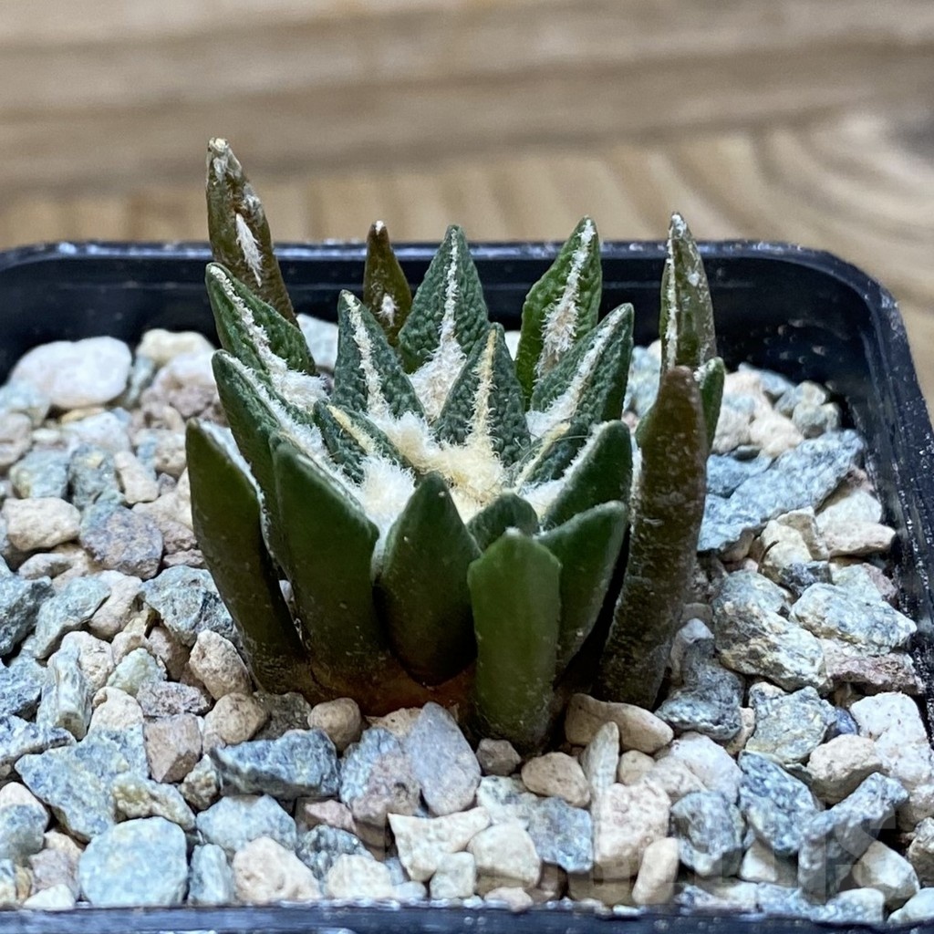 SH24096 Ariocarpus kotschoubeyanus hybrid, own roots - Image 2