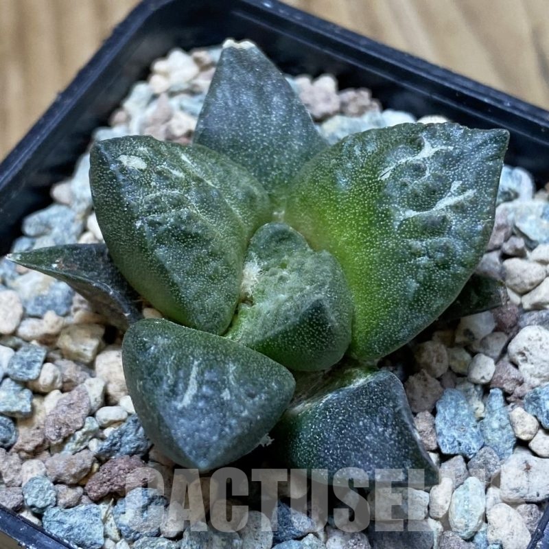 SH24097 Ariocarpus fissuratus ‘Godzilla’ hybrid, seedling, own roots