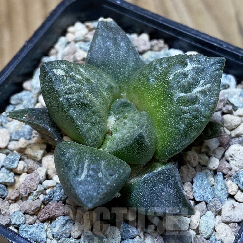 SH24097 Ariocarpus fissuratus ‘Godzilla’ hybrid, seedling, own roots