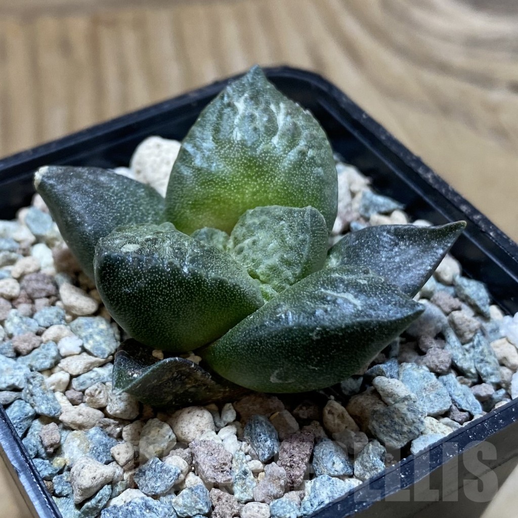 SH24097 Ariocarpus fissuratus ‘Godzilla’ hybrid, seedling, own roots - Image 2