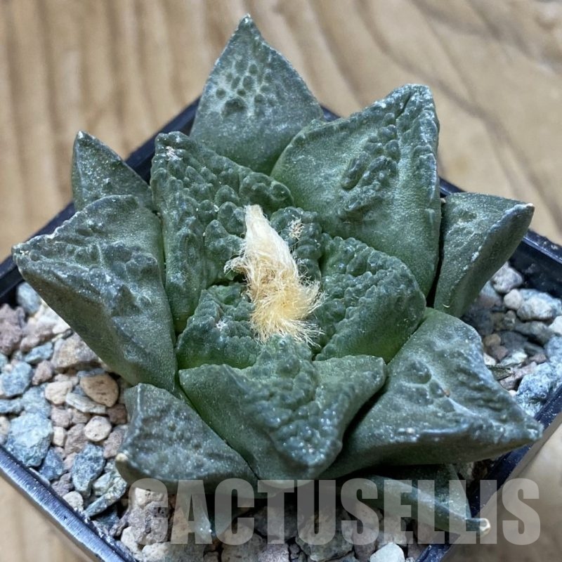 SH24098 Ariocarpus fissuratus ‘Godzilla’ hybrid, seedling, own roots