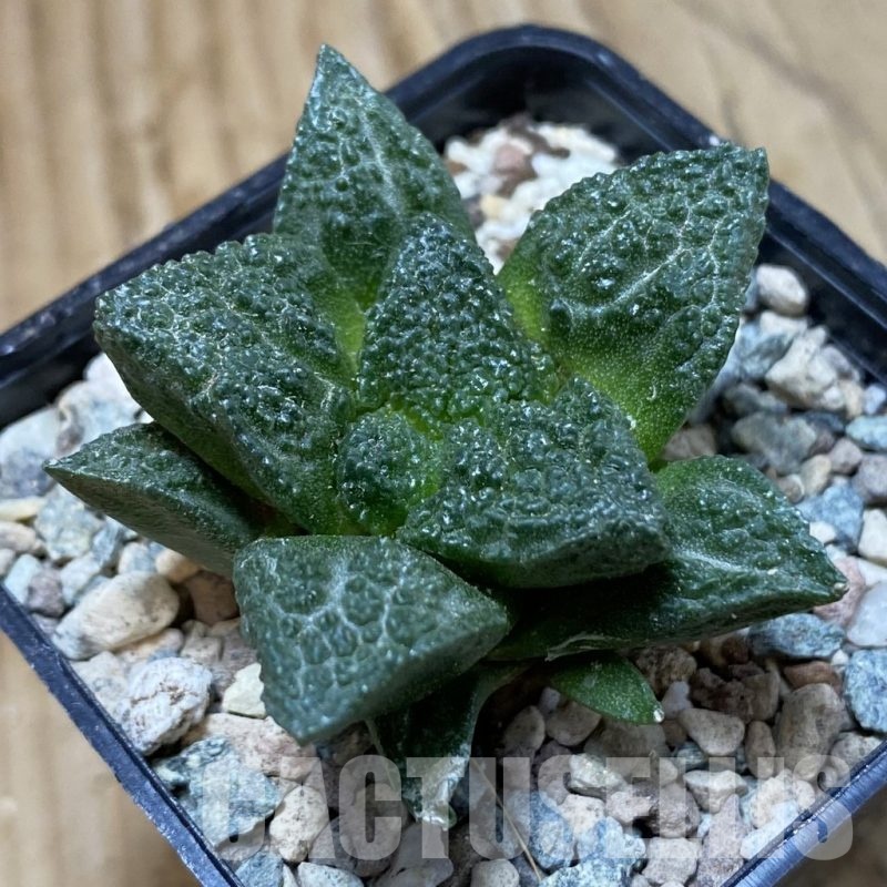 SH24099 Ariocarpus fissuratus ‘Godzilla’ hybrid, seedling, own roots