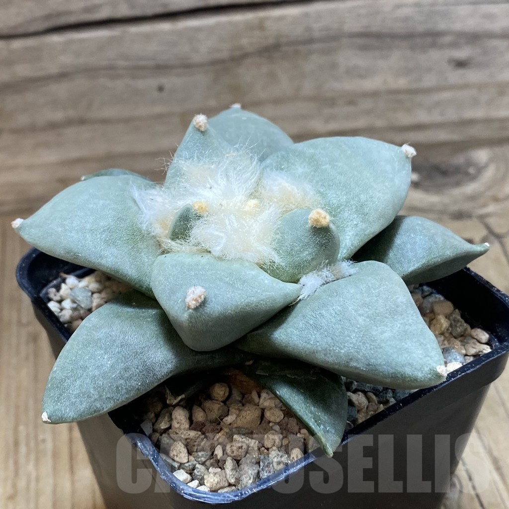 SH24072 Ariocarpus retusus hybrid, seedling, own roots - Image 2