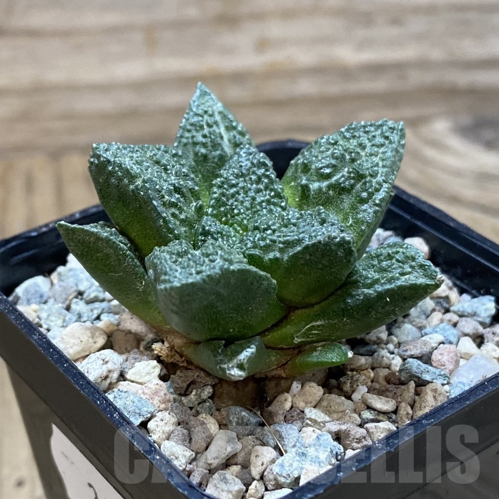 SH24099 Ariocarpus fissuratus ‘Godzilla’ hybrid, seedling, own roots - Image 2