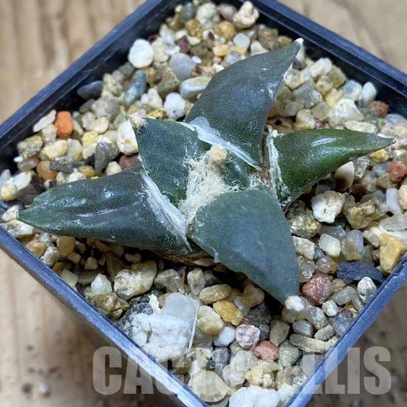 SH24100 Ariocarpus retusus, seedling
