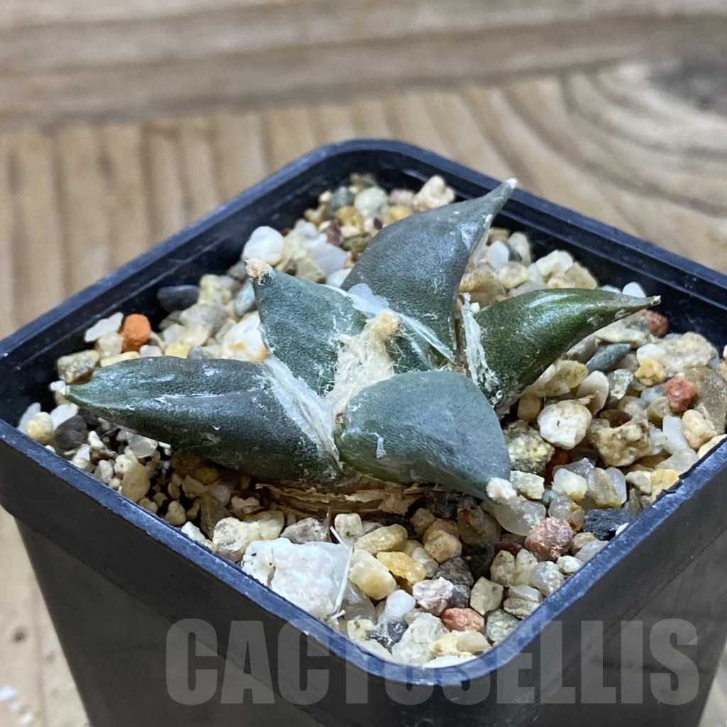 SH24100 Ariocarpus retusus, seedling - Image 2