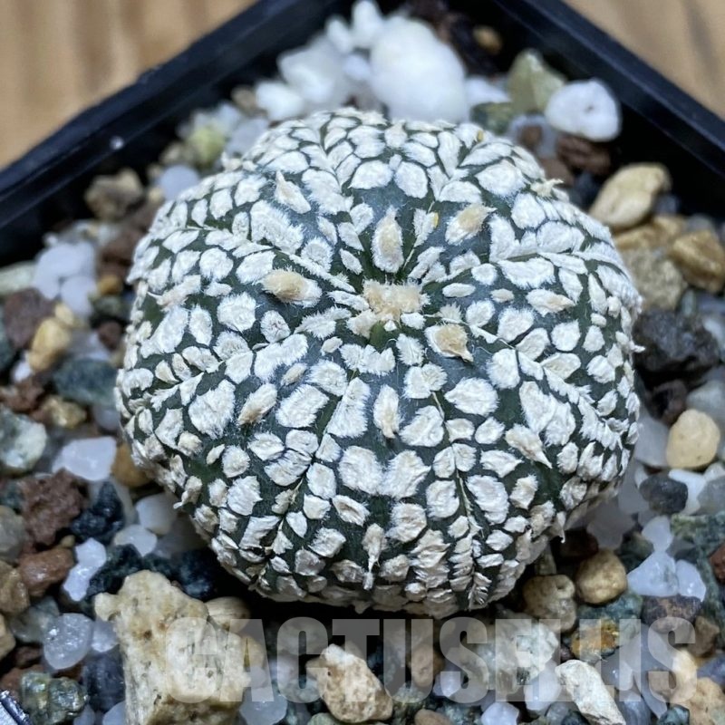SH24101 Astrophytum asterias ‘Super Kabuto’ ‘Star Shape’