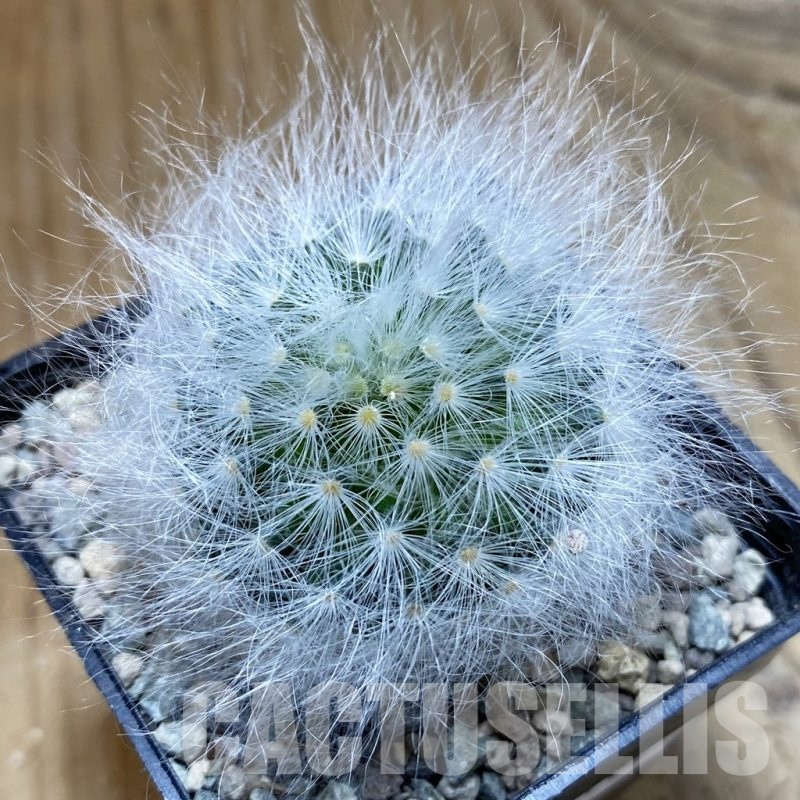 SH24102 Mammillaria guelzowiana LAU 640