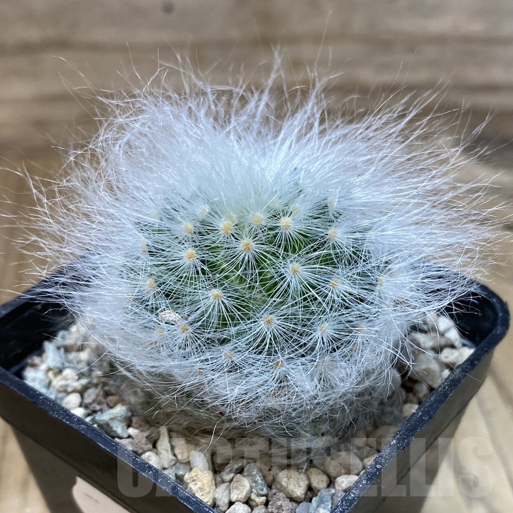 SH24102 Mammillaria guelzowiana LAU 640 - Image 2