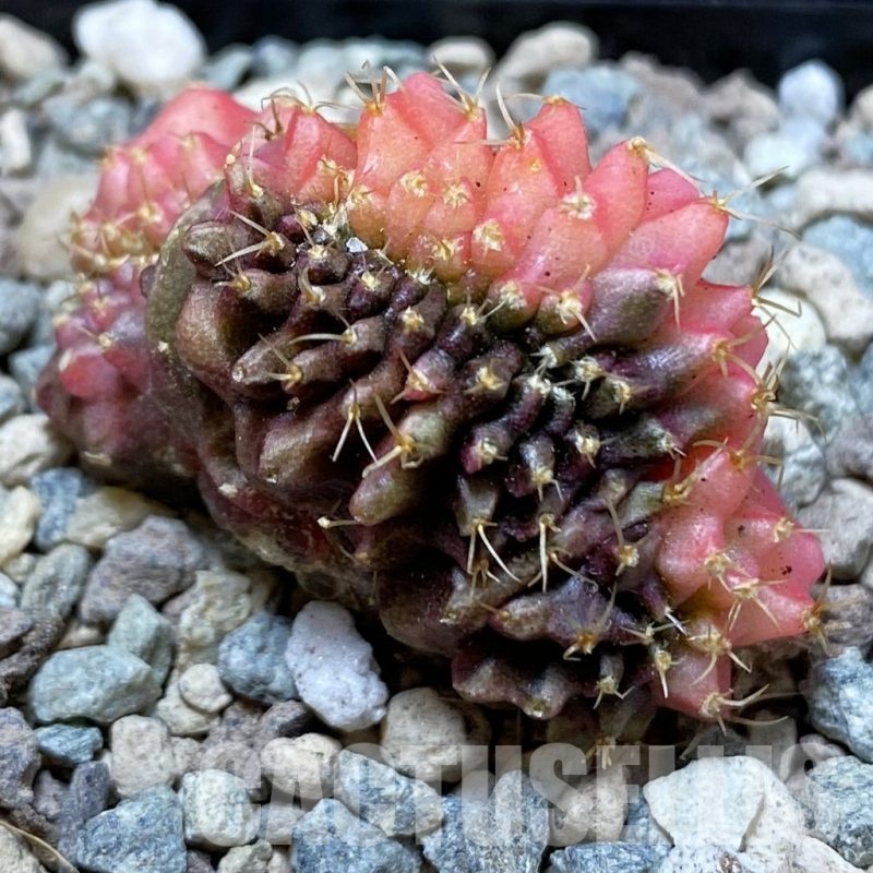 SH24256 Gymnocalycium mihanovichii variegata f. cristata