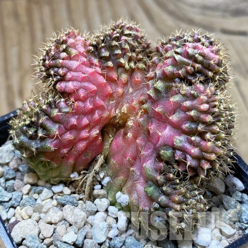 SH24257 Gymnocalycium mihanovichii variegata f. cristata