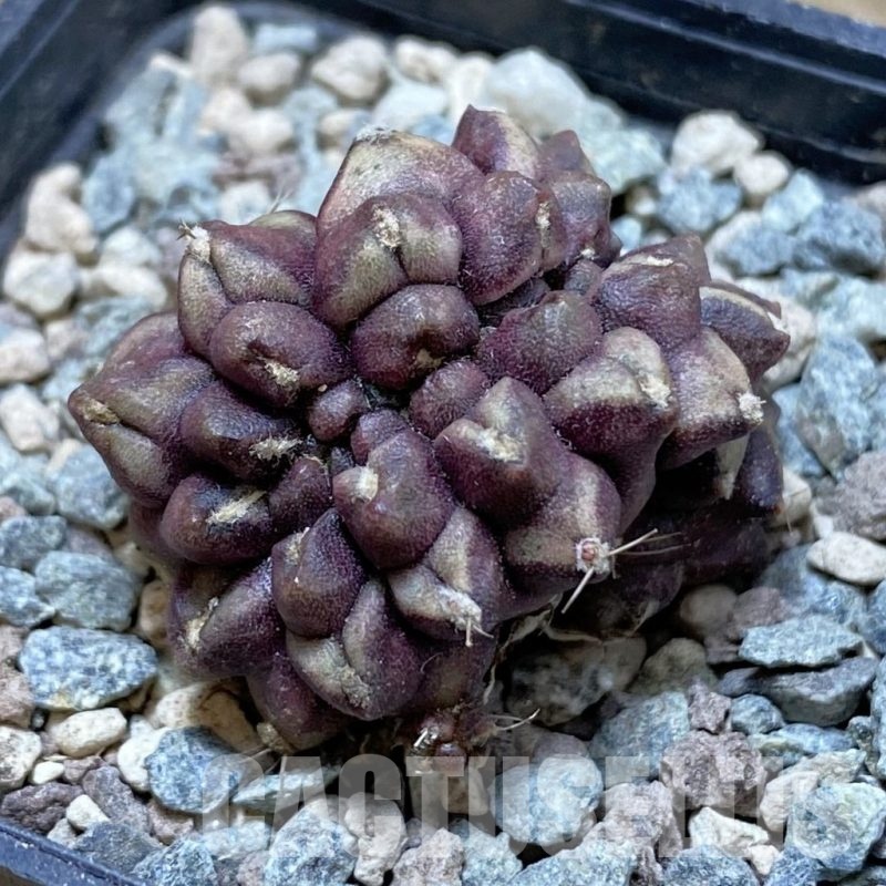 SH24258 Gymnocalycium mihanovichii ‘Day Dream’ f. cristata