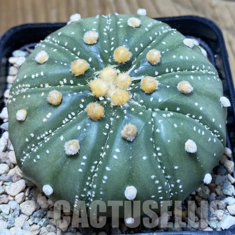 SH24226 Astrophytum asterias 'Akabana'