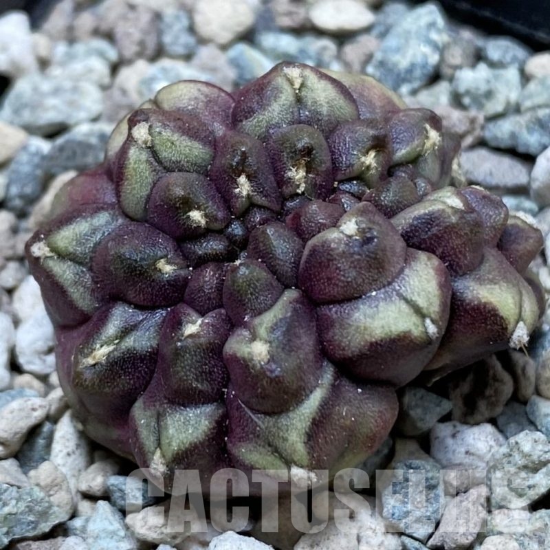 SH24259 Gymnocalycium mihanovichii ‘Day Dream’ f. cristata