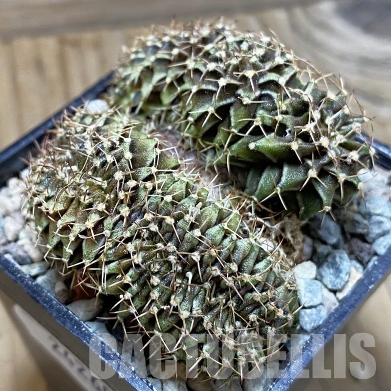 SH24260 Gymnocalycium mihanovichii f. cristata