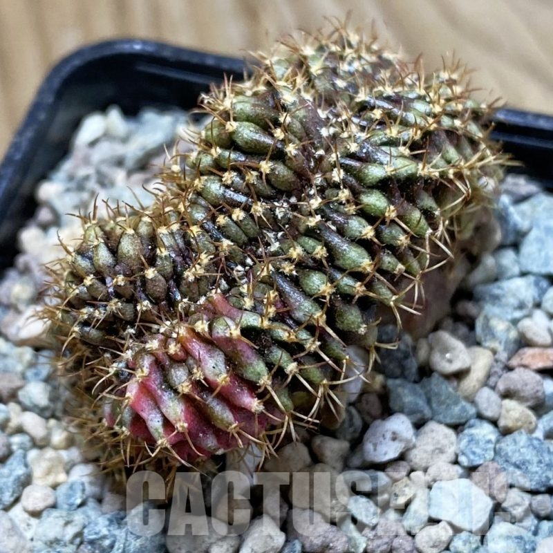 SH24261 Gymnocalycium mihanovichii variegata f. cristata