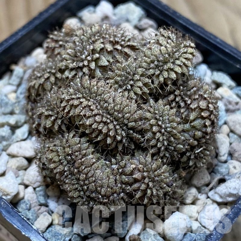 SH24262 Gymnocalycium mihanovichii f. cristata