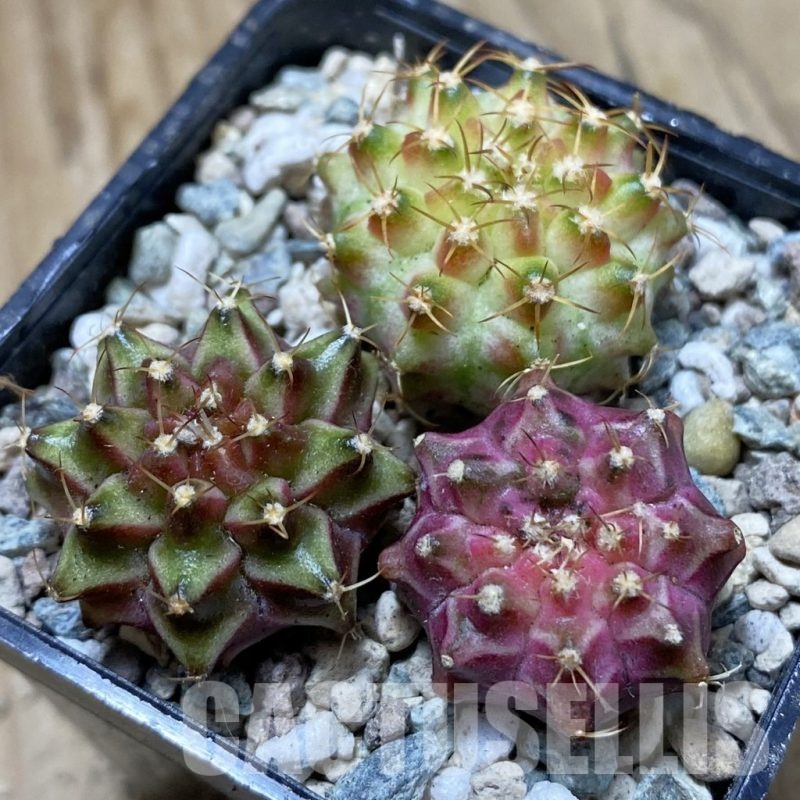 SH24263 Gymnocalycium mihanovichii ‘Neon’ hybrid, seedling mix