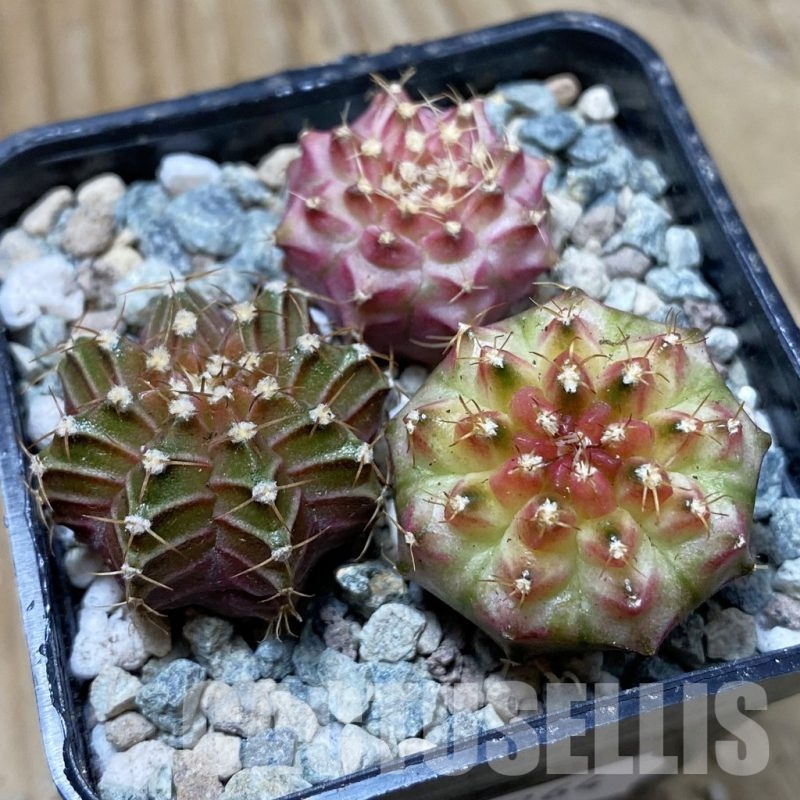 SH24264 Gymnocalycium mihanovichii ‘Neon’ hybrid, seedling mix
