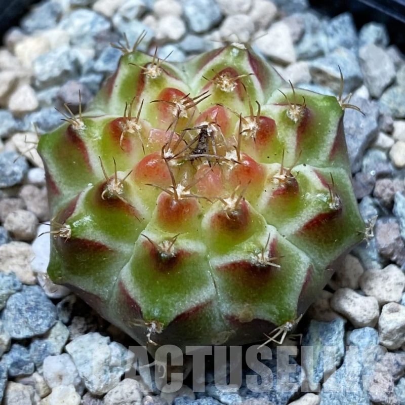 SH24265 Gymnocalycium mihanovichii ‘Neon’ hybrid