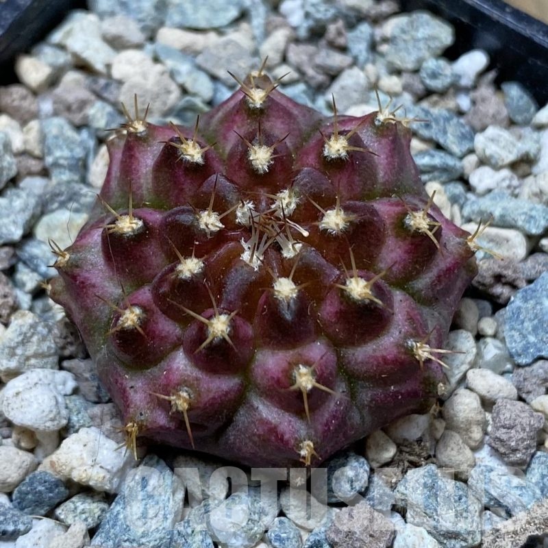 SH24266 Gymnocalycium mihanovichii ‘Neon’ hybrid