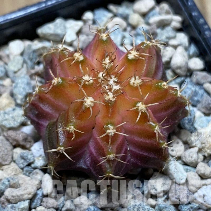 SH24267 Gymnocalycium mihanovichii ‘Neon’ hybrid
