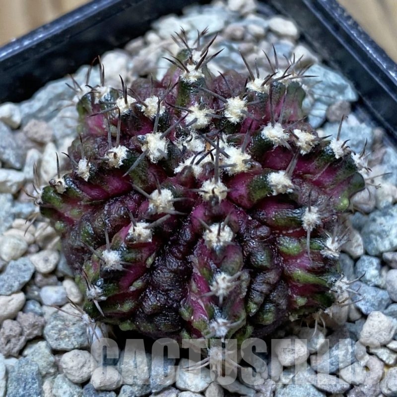 SH24268 Gymnocalycium mihanovichii ‘T-Rex’