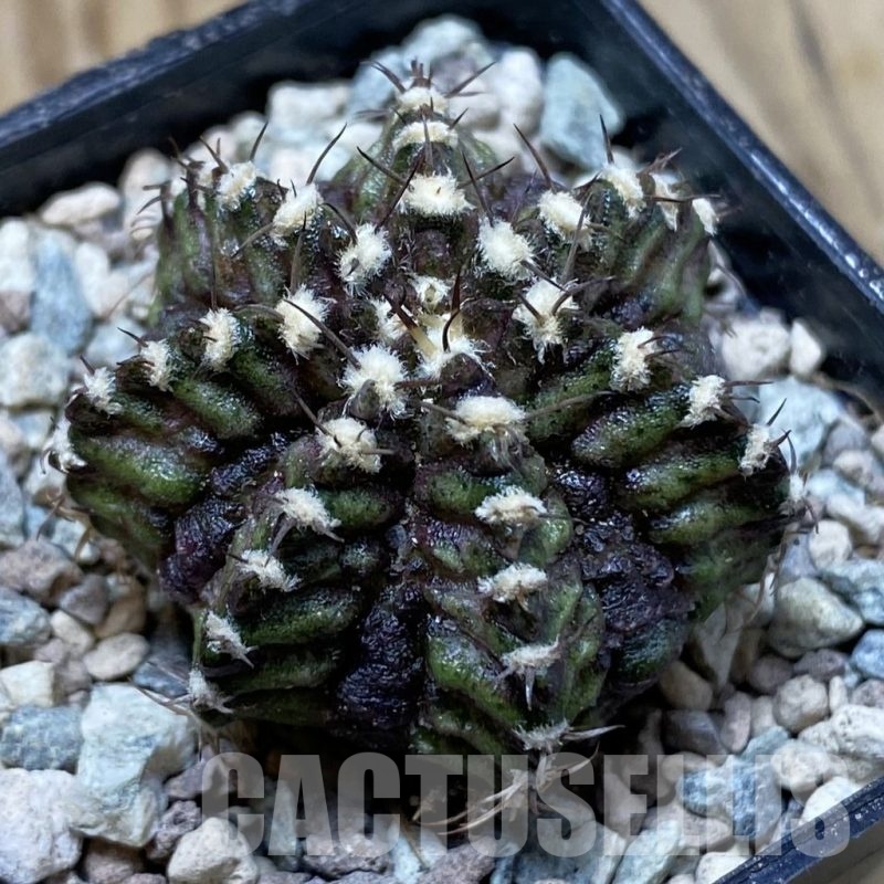 SH24269 Gymnocalycium mihanovichii ‘T-Lux’