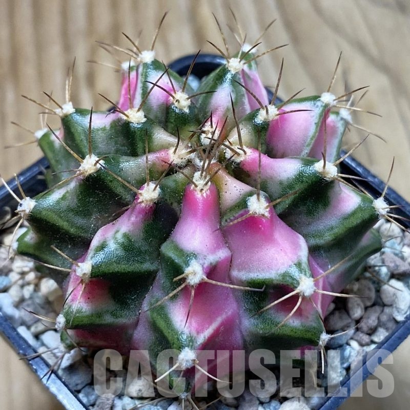 SH24270 Gymnocalycium mihanovichii ‘Pink Diamond’