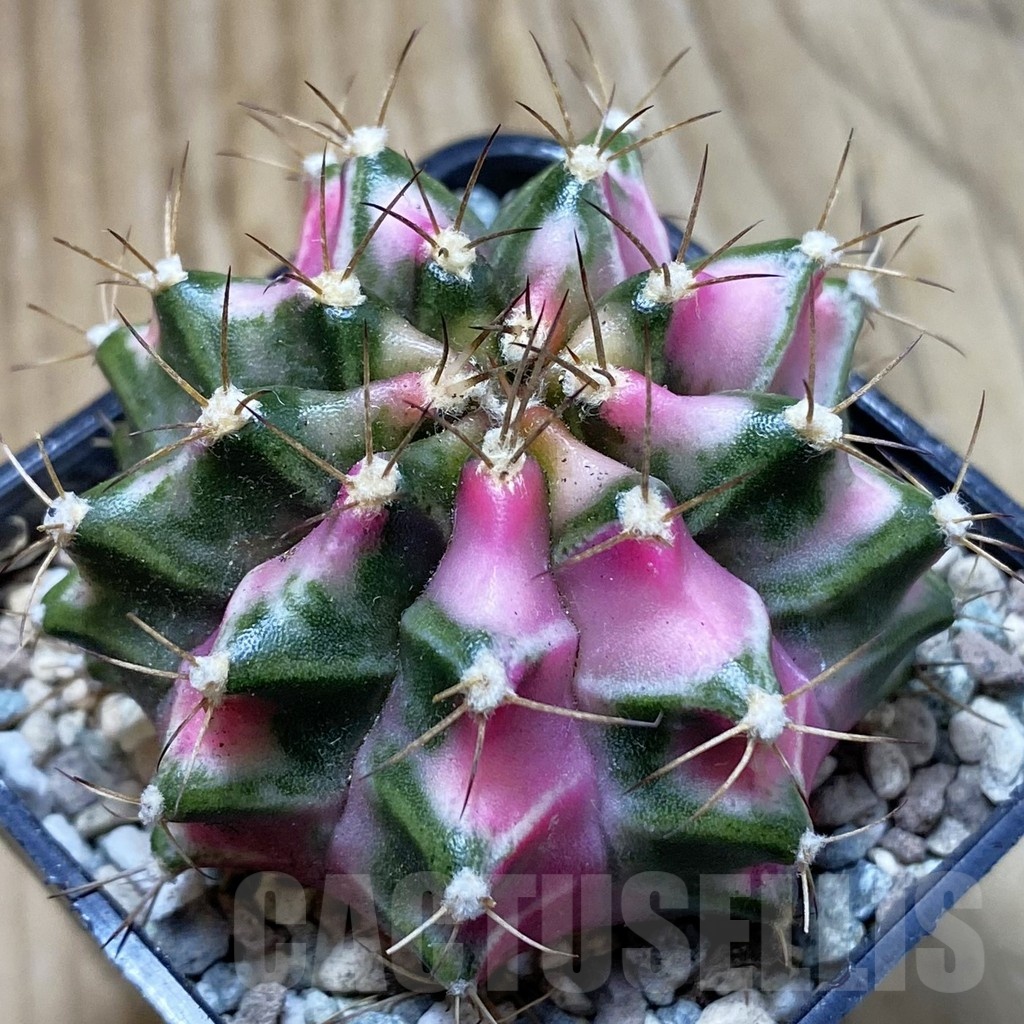 SH24270 Gymnocalycium mihanovichii ‘Pink Diamond’