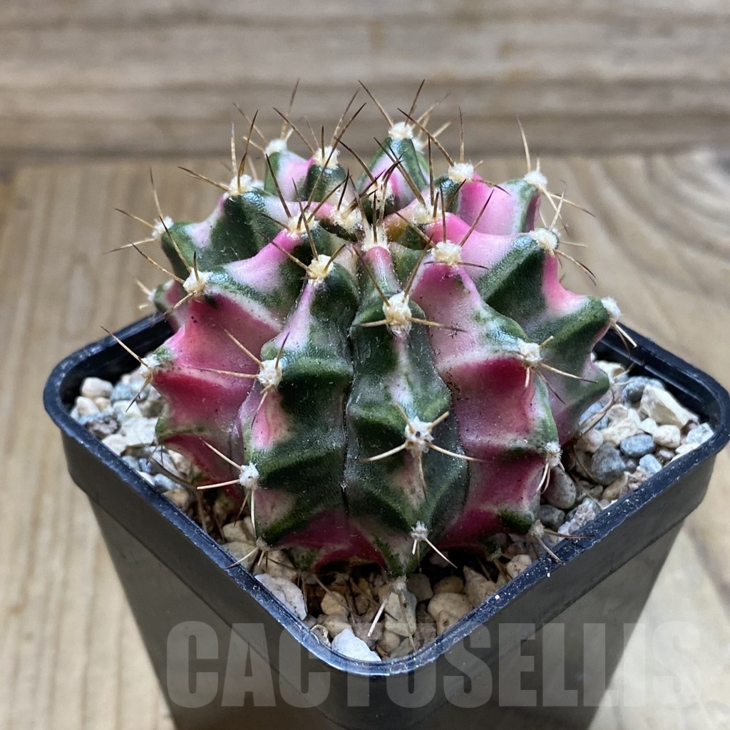 SH24270 Gymnocalycium mihanovichii ‘Pink Diamond’ - 画像 (2)