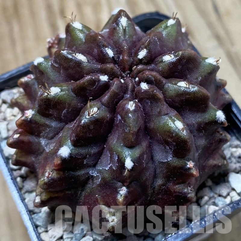 SH24271 Gymnocalycium mihanovichii ‘Nana’