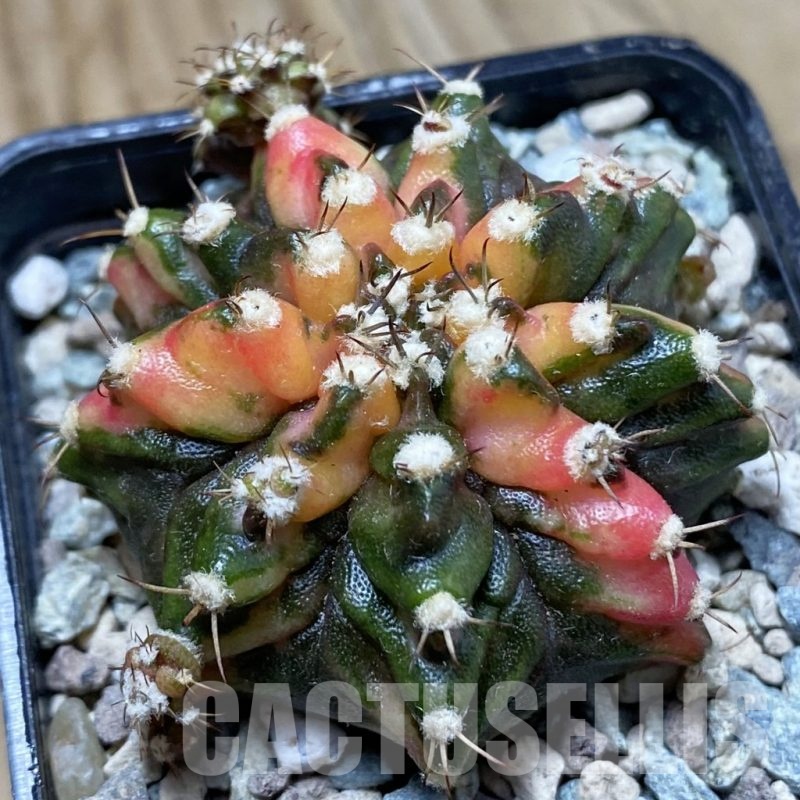 SH24272 Gymnocalycium mihanovichii ‘T-Rex’ f. variegata