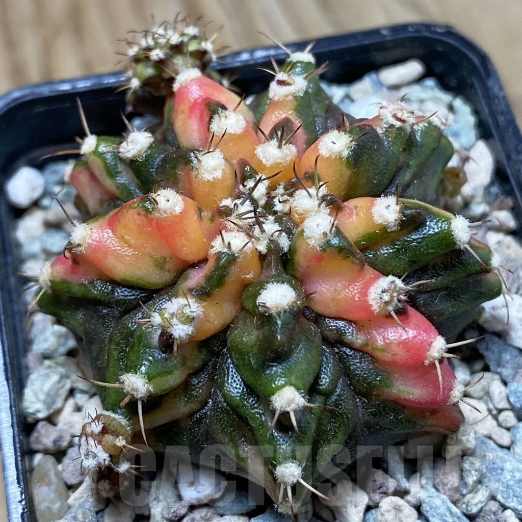 SH24272 Gymnocalycium mihanovichii ‘T-Rex’ f. variegata