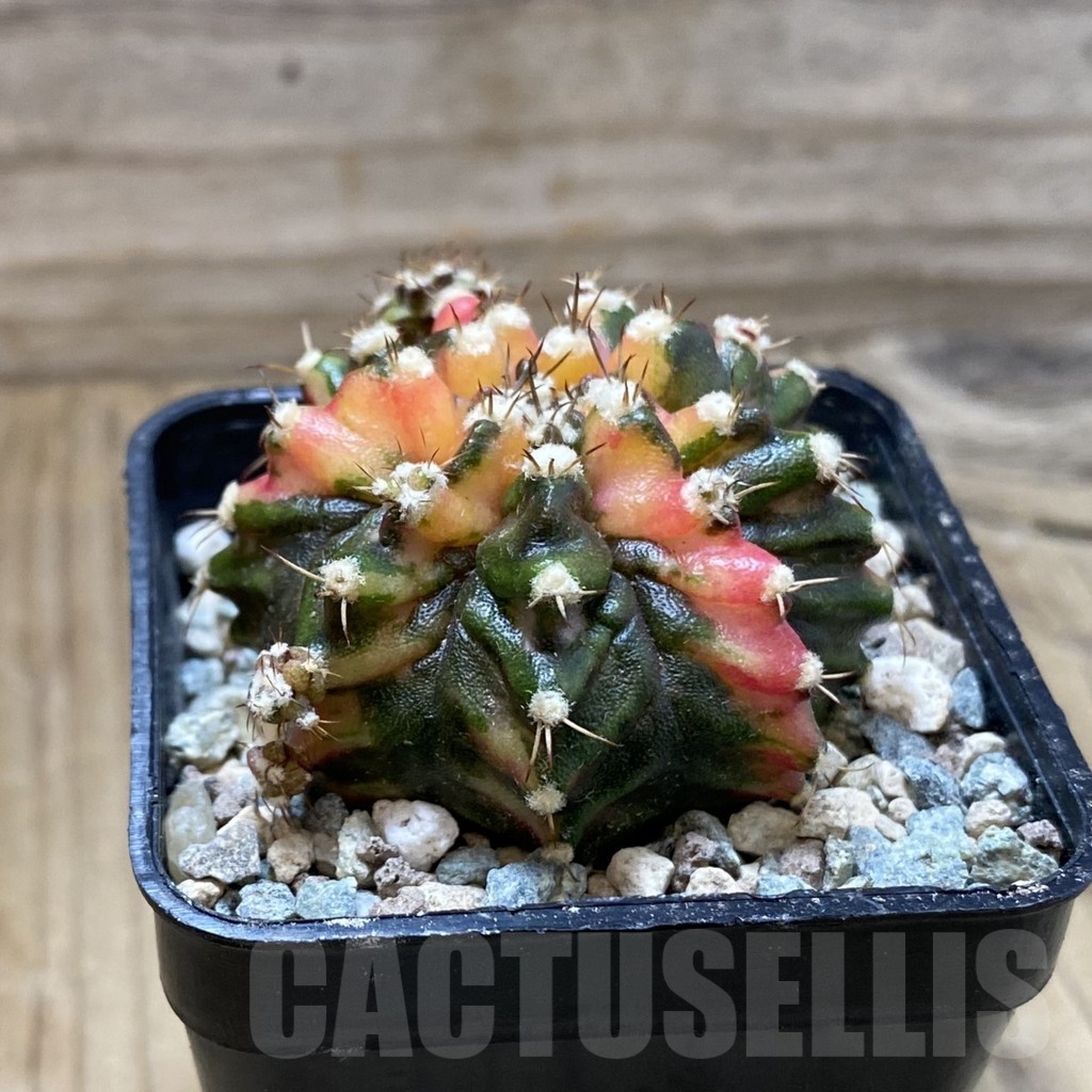 SH24272 Gymnocalycium mihanovichii ‘T-Rex’ f. variegata - 画像 (2)