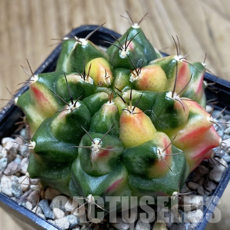SH24273 Gymnocalycium mihanovichii ‘Little Monstev’